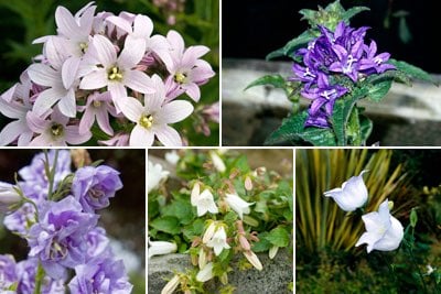 Campanula (Bellflower) / RHS Plant Guide