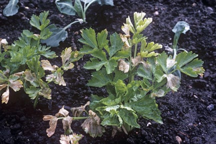 Celery leaf miner (<EM>Euleia heraclei</EM>) on celery