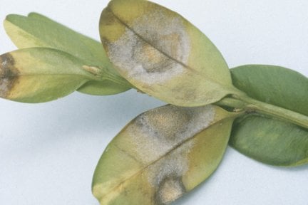 Box blight: Causes, Symptoms & Control | RHS Advice