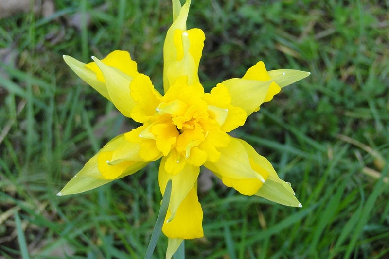 Tale of a durable daffodil