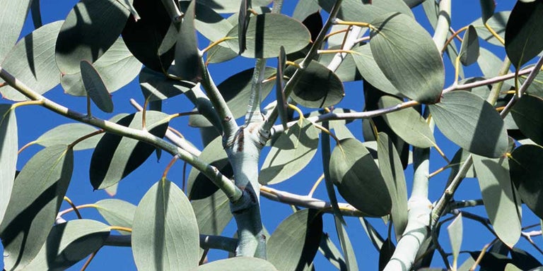 Buy eucalyptus from RHSplants.co.uk