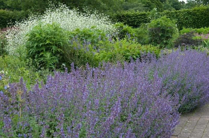 Nepeta ‘Six Hills Giant’