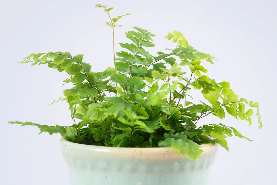 2. Maidenhair fern (Adiantum)
