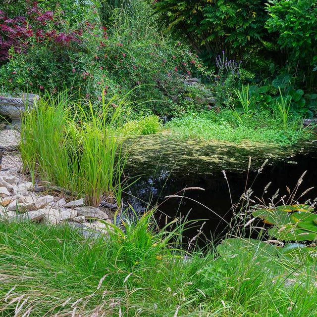 Water habitat
