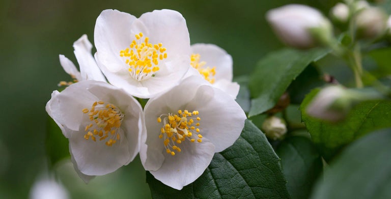 Philadelphus