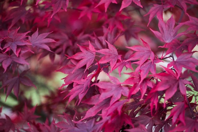 Discover more gardens for health & wellbeing