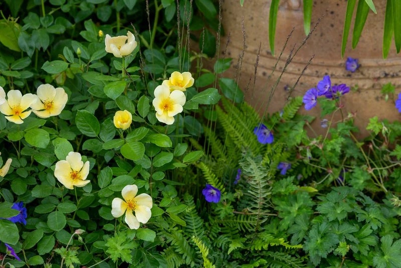 Rosa-Tottering-by-Gently-Royal-Legacy-Garden