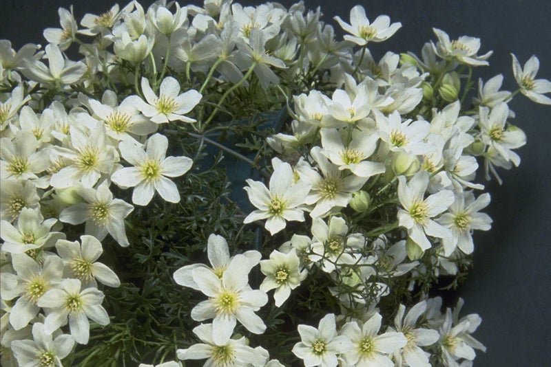 Pure white evergreen