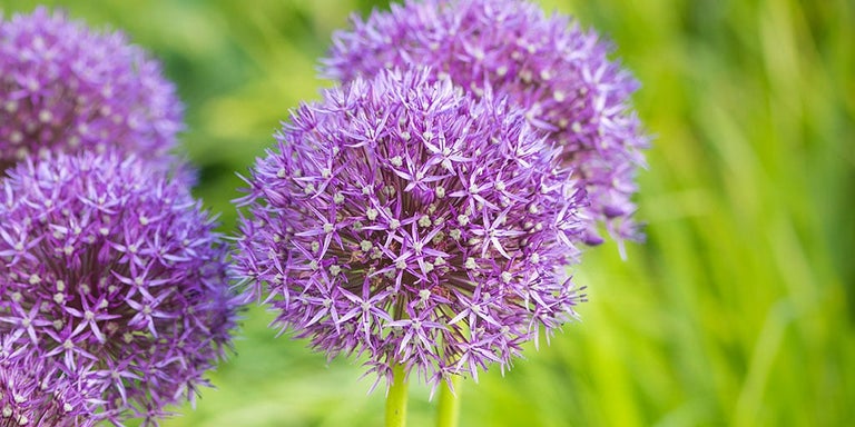 Buy alliums from RHSplants.co.uk