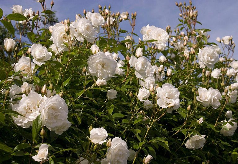 Shop for roses at RHS Plants online