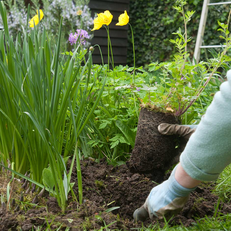 Planting perennials