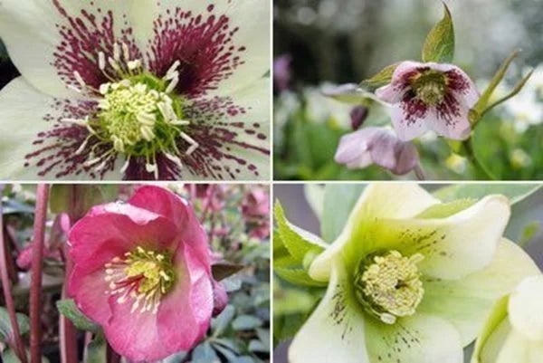 Hellebore Rhs Hellebore (Christmas rose) / RHS Plant Guide