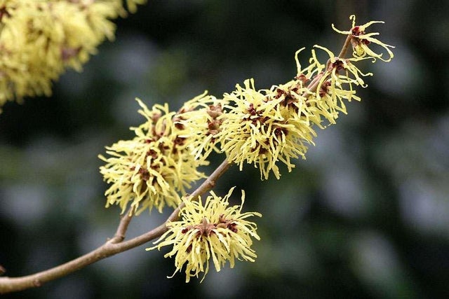 Winter-interest shrubs
