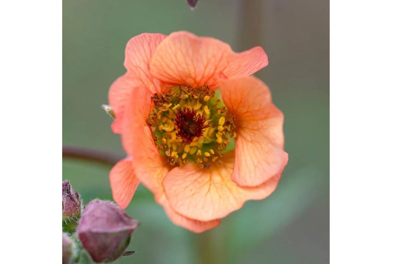 Geum ‘Hilltop Beacon’