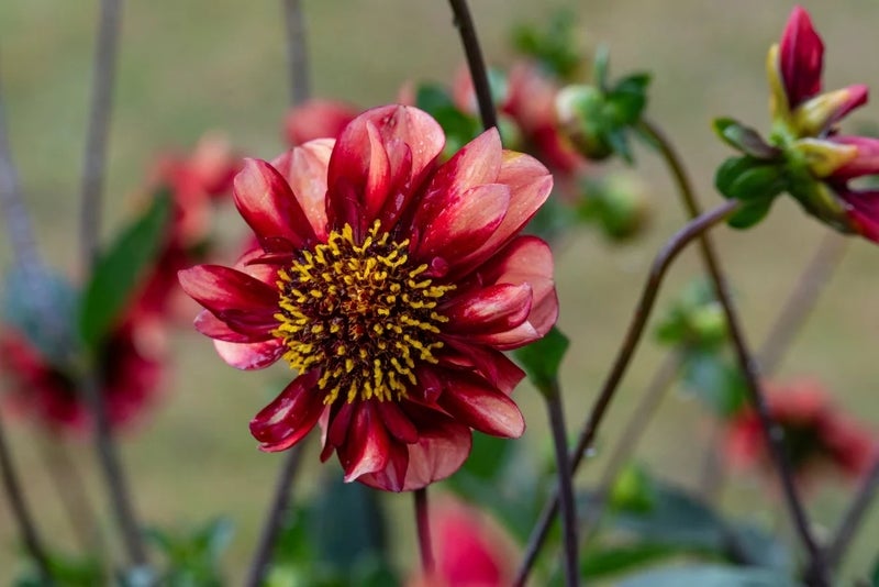 A close-up of a red and salmon-coloured bloom of dahlia 'Sarah Raven'