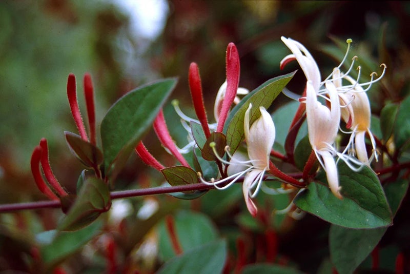 Purple-stemmed evergreen