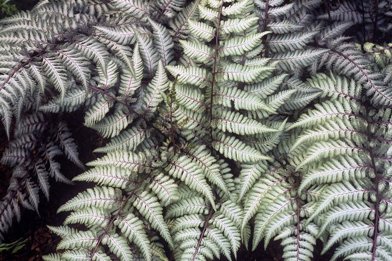 Japanese painted fern