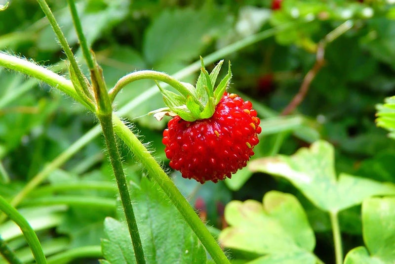 Alpine strawberries