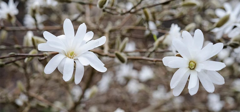 Using magnolias in the garden