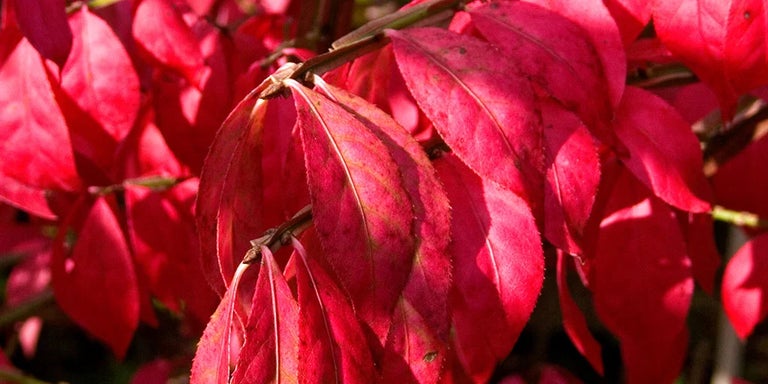 Buy euonymus from RHSplants.co.uk