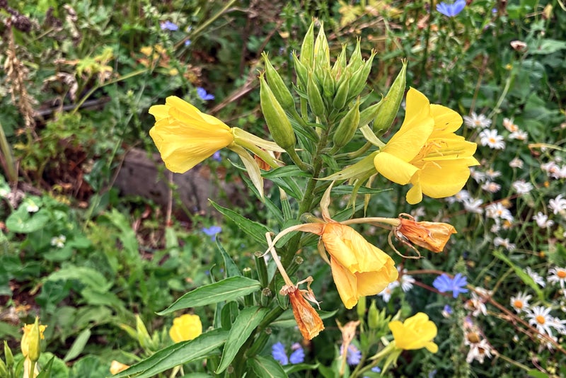 A yellow flowers on a plant
