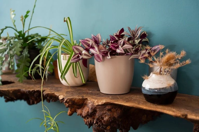 A go-to guide for all things houseplants