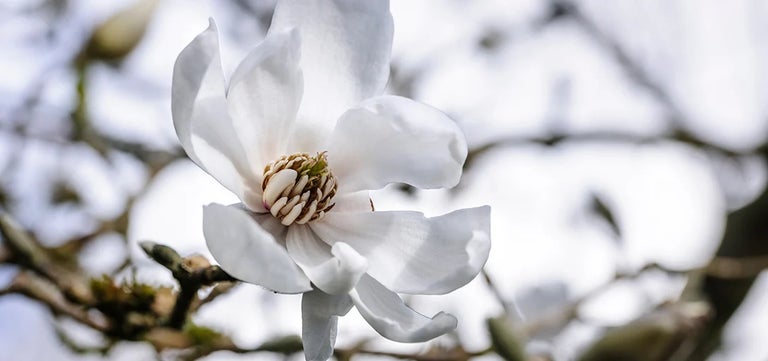 The female botanist who sweetened a nation