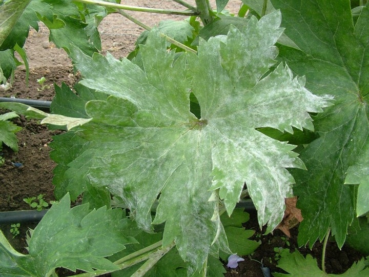 Powdery mildews: Symptoms &amp; Control | RHS Advice