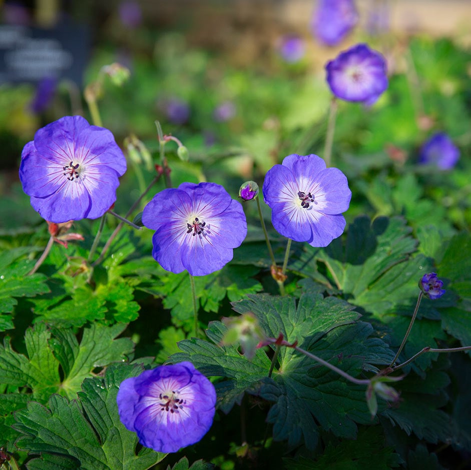<i>Geranium</i> Rozanne