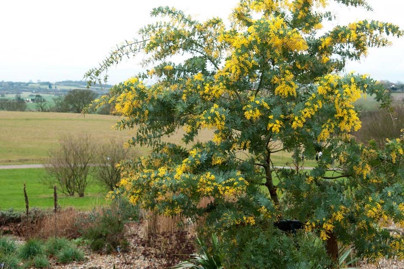 Golden clusters