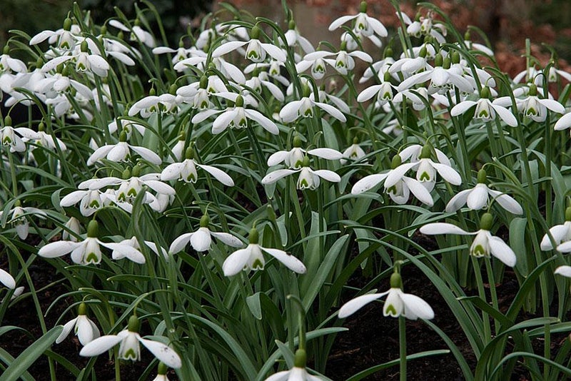 Scented snowdrop