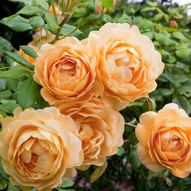 Commemorative plant naming