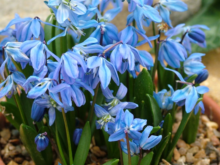 Buy scillas from RHSPlants.co.uk
