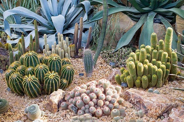 Hardy cacti and succulents
