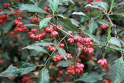 RHS guide to routine shrub maintenance