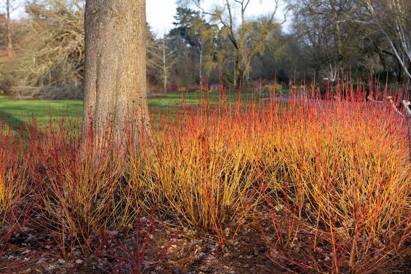 Plants for Warm-Coloured Foliage | RHS Advice