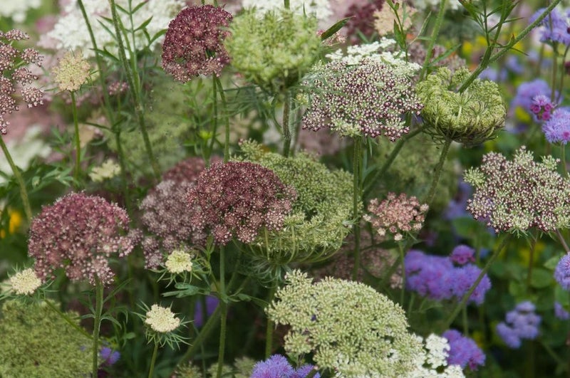Wild carrot