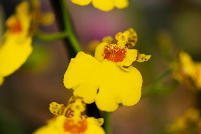 Oncidium orchids (warm growing)