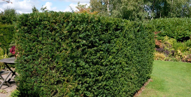Yew (Taxus) / RHS Plant Guide