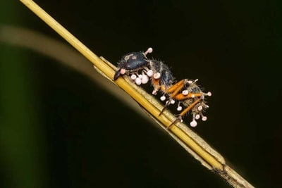 An ant with fungi