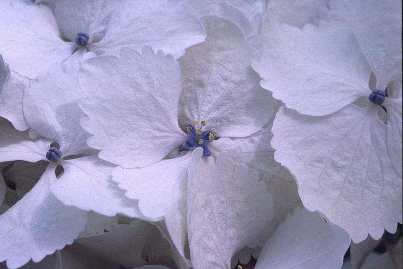 Saucer-size flowerheads