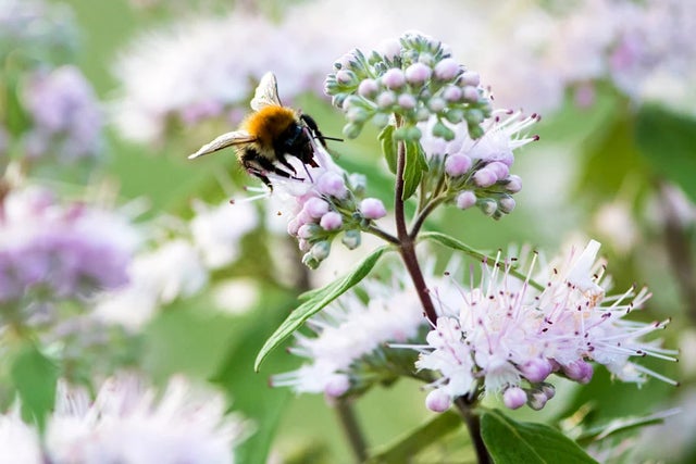 Make your area wildlife-friendly