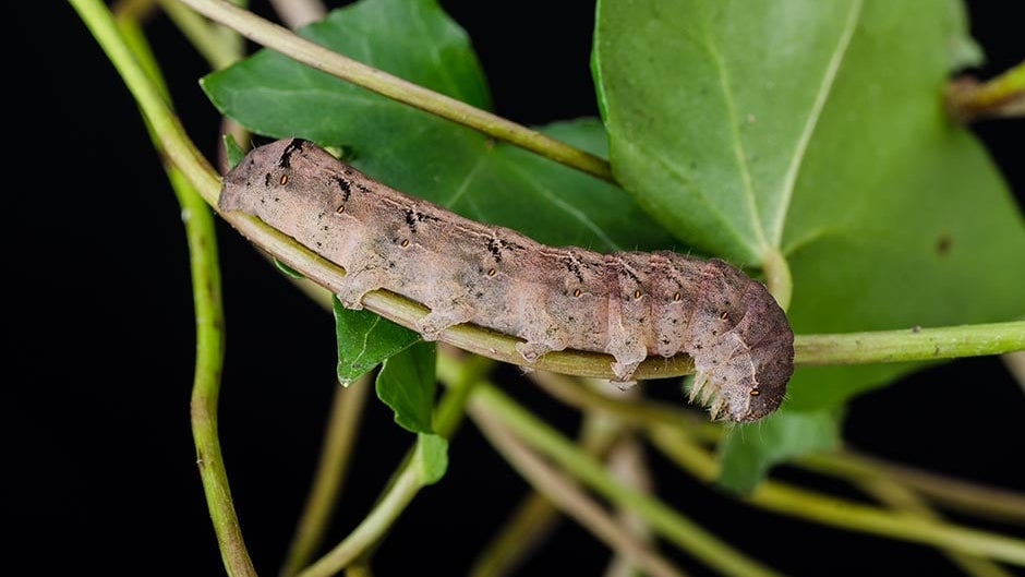 Ivy Insect Ivy on buildings and fences | RHS Advice