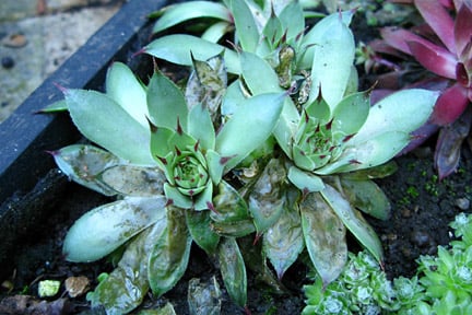 Rock gardens: plants | RHS Advice