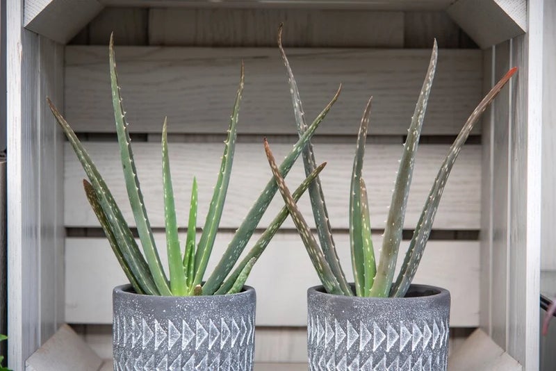 Aloe vera