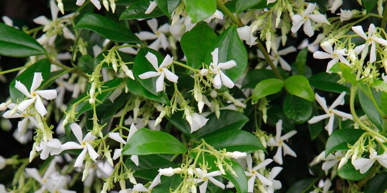 Buy trachelospermum from RHSplants.co.uk
