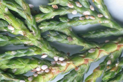 Scale Insects: Identification and Control | RHS Advice