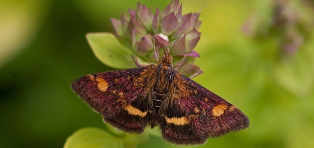 Top 10 plants for moths