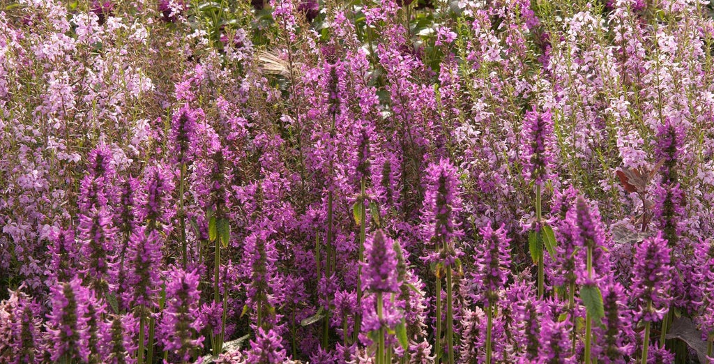 Stachys / RHS Plant Guide