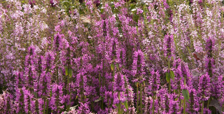 Stachys
